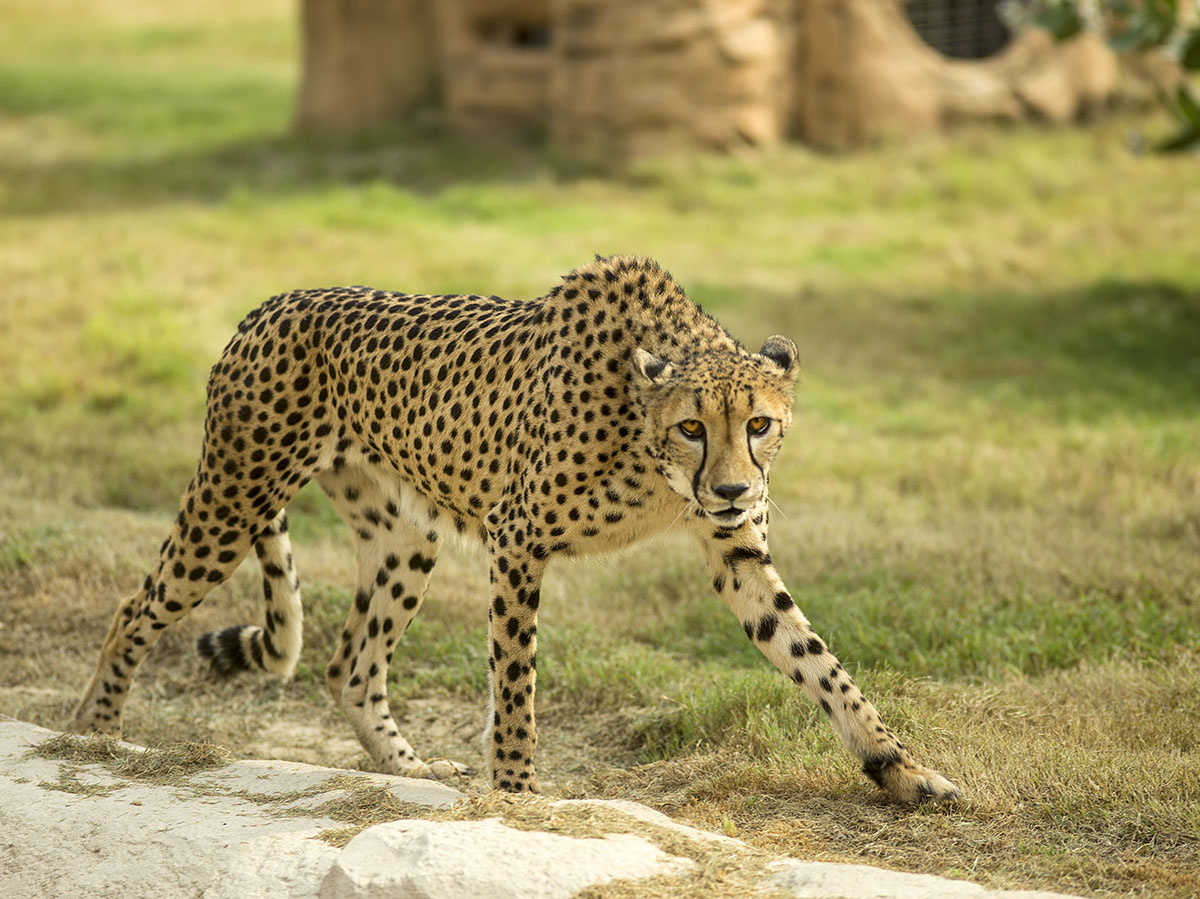 Dubai Safari reopens its doors with new experiences
